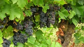 Foto de Un estudio aborda los efectos de una plaga instalada en la DO León desde hace más de 15 años