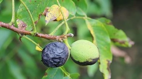 Foto de NEIKER plantea nuevas estrategias para frenar la expansión de la mosca de la nuez