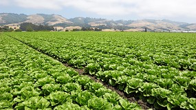 Foto de IBMA aboga por el biocontrol y el manejo integrado de plagas ante el aumento de infestaciones de pulg�n