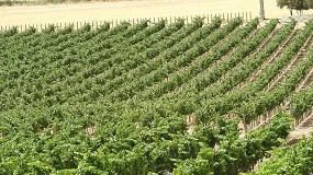 Foto de La producción ecológica crece un 10% en 2025 y alcanza un nuevo récord en España