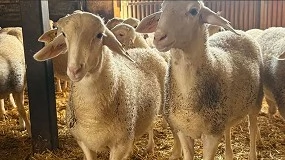 Foto de Castilla-La Mancha insiste en la vacunación como herramienta para prevenir la lengua azul