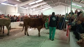 Precio medio superior a los 3.500 euros en la primera subasta del a�o de Rubia Gallega