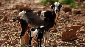 Foto de La formación del consumidor refuerza la valorización de los quesos de cabra canarios