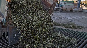 Foto de La descarga, la limpieza de la aceituna y la gesti�n de tiempos muertos son las piezas m�s delicadas de la recepci�n del fruto en la almazara