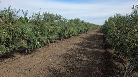Foto de Nacen Ilitia, Brunella y Florentia, las nuevas piezas para la revoluci�n varietal del olivar