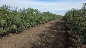 Foto de Nacen Ilitia, Brunella y Florentia, las nuevas piezas para la revolución varietal del olivar