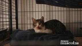Foto de Purina se une a protectoras para mejorar la salud de los gatos en refugios y aumentar sus posibilidades de adopción