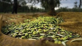 Foto de VIDA: transformar baga�o de azeitona em ingredientes funcionais de alto valor