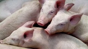 Foto de Lonja Agropecuaria de Segovia - Cotizaciones de Ovino y Porcino (Semana 13, 26/03/2026)