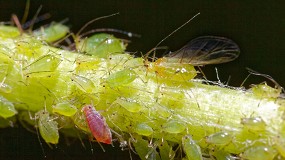 Foto de Solicitan al Ministerio de Agricultura que actúe con urgencia frente a la plaga de pulgones en el Levante español