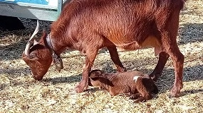Foto de El proyecto de recuperación de la raza caprina Guisandesa se consolida con nuevos nacimientos