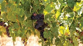 Foto de ADVID e CoLAB Vines & Wines organizam workshop sobre microbiologia do campo � adega