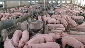 Foto de APIC: abate de animais em Portugal cumpre regras rigorosas