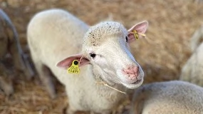 Foto de Extremadura abona varias ayudas al ovino y caprino con más de 31,5 millones de euros