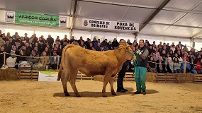 Foto de Acruga eleva hasta los 3.833 euros el precio medio de las novillas pre�adas en la subasta de Boimorto