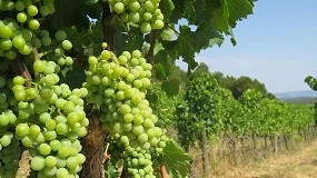 Foto de El Gobierno Vasco destina 2,1 millones a ayudas para la cosecha en verde del viñedo