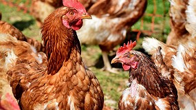 Foto de El MAPA levanta el confinamiento de las aves de corral salvo en las zonas de riesgo