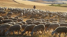 Foto de Ifapa organiza un curso para pastores tutores en el marco de la Escuela de Pastores