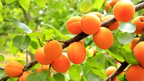 Foto de El riego de precisi�n, clave para optimizar el cultivo de albaricoque en un contexto de escasez h�drica