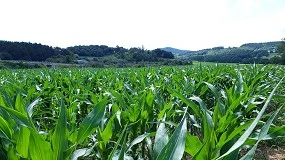 Foto de La industria española de fertilizantes advierte de posibles cierres de plantas y riesgo de suministro por la guerra