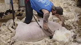 Foto de Castuera acogerá el Campeonato de España de Esquileo de Merinas los días 10 y 11 de abril