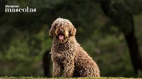 Foto de El perro de agua español, el mastín español y el presa canario repiten como las razas españolas más buscadas por los hogares españoles