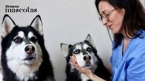 Foto de El vacío en la nutrición canina: por qué el tamaño del perro importa más de lo que se ha reconocido