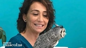 Foto de Transporte internacional de animales de compañía: normativa, bienestar y soluciones técnicas para el sector pet