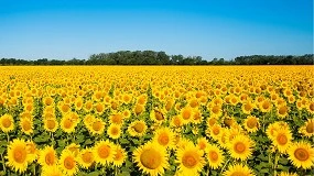Foto de El cultivo de girasol en España: entre la resiliencia agronómica y la presión estructural