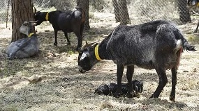 Foto de Valor nutritivo de la carne de los cabritos de las razas de aptitud cárnica Blanca Andaluza y Negra Serrana en sierras de Andalucía