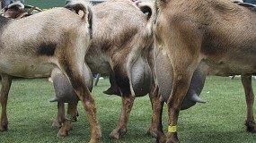 El sector reduce su producci�n de leche de cabra con un descalabro del 13,6%