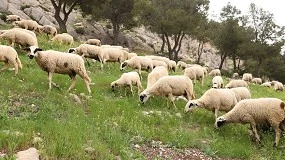 Foto de La raza ovina Montesina obtiene la autorización para usar el logotipo ‘100% Raza Autóctona’