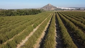 Foto de Variabilidad en tamaño de copa y su impacto en el riego en almendro