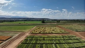 Foto de Nuevos avances en la obtención de variedades de trigo duro más productivas y resistentes