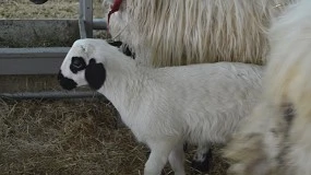 Foto de La Feria Churra se reafirma como referente de la sostenibilidad y celebra su Concurso Nacional