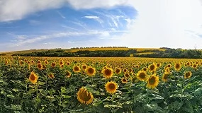 Foto de Análisis del mercado de semillas oleaginosas