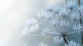 Foto de Hagel garante prote��o das culturas