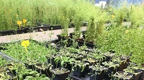 Foto de Un estudio identifica el mecanismo que permite a las plantas resistir la sequía