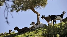 Foto de La Asociación de Criadores de la Raza Caprina Payoya refuerza su Programa de Cría