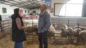 Foto de Éxito de participación en la adjudicación de sementales de Merino Precoz de la Diputación de Cáceres