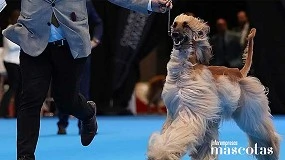 Foto de Más de 2.000 perros de 300 razas convertirán Valladolid en la gran capital canina de Europa del 1 al 3 de mayo