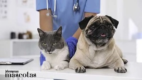 Foto de El cáncer en perros y gatos: qué se sabe, cómo se trata y qué papel juega la detección precoz