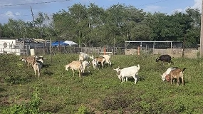 Foto de La producción caprina en Puerto Rico: contexto, evolución y perspectivas