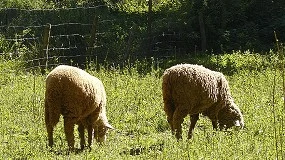 Foto de La Estrategia Andaluza de la Ganadería Extensiva contará con 457 millones de euros