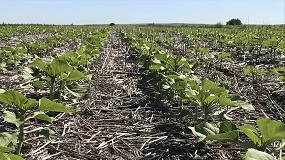 Foto de Europa avanza hacia un marco regulatorio “creíble y verificable” en el mercado de carbono agrícola