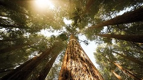 Foto de Fundo Florestas de Portugal apresentado a 22 de abril com novos investidores
