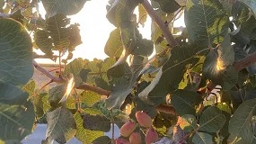 Foto de ITACyL y CSIC evalúan el efecto del riego en la producción de pistacho en Castilla y León