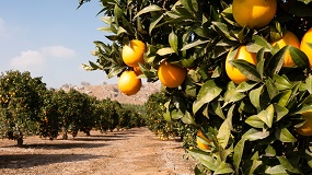 Foto de La campa�a 2025/2026 de naranja y mandarina arroja menos cosecha y precios en origen al alza
