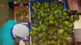 Foto de Coexphal reafirma su compromiso con el di�logo social ante las movilizaciones sindicales por el convenio del manipulado