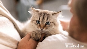 Foto de 8 de cada 10 espa�oles afirman que el ronroneo de su gato les relaja y les ayuda a reducir el estr�s